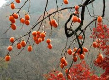 가을 감나무.jpg
