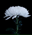 image02.png
